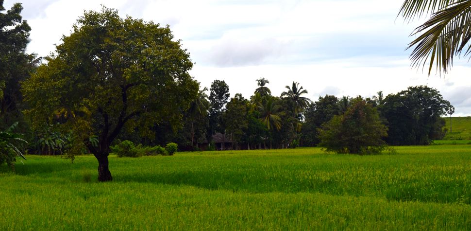 Gental Silent Sorrounding