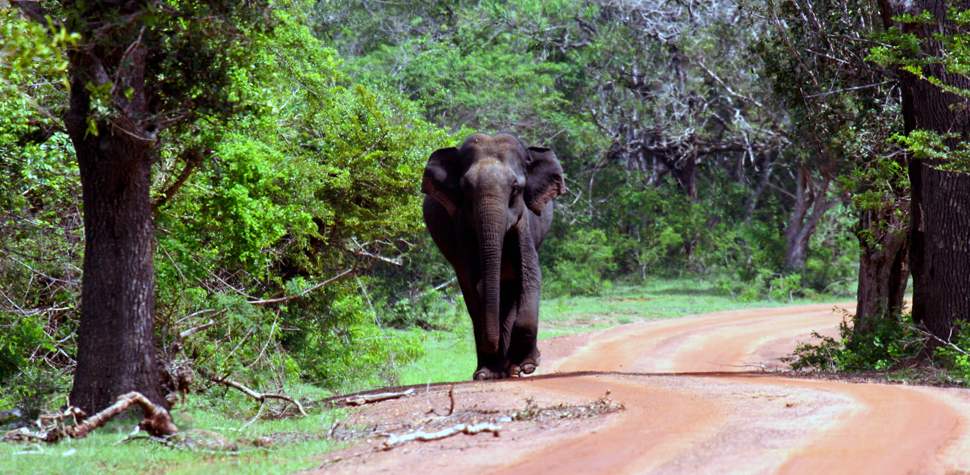 Wild life at your doorstep